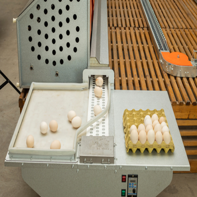 egg collecting system for chicken layer cage (whatsapp:008618137186858)