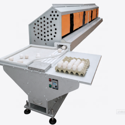 Automatic egg collect system for layer chicken